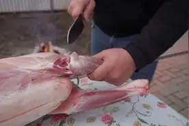 俄罗斯大叔教你做盐香啤酒烤全羊。好羊肉是不用复杂的调味哒视频封面