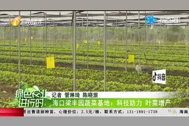 海口梁丰园蔬菜基地：科技助力 叶菜增产视频封面