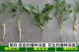 花生烂种不出苗是怎么回事？常见有这5种原因，花生种植管理技术视频封面