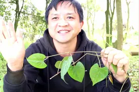 野地里的一种植物，是美味的野菜，还可改善失眠多梦，你们见过吗视频封面