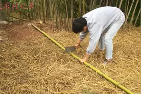 乡村小哥用竹子自制刷锅神器，从此告别钢丝球，方法简单一学就会视频封面