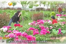 一饱眼福！秦汉新城牡丹园春意浓，十万株牡丹争奇斗艳|都市快报视频封面