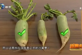 都叫沙窝萝卜，样子却大不同，正宗的沙窝萝卜究竟长啥样？视频封面
