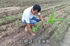 小伙今天给大家说一下，玉米移苗的最佳时期，你们看呢视频封面