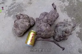 贵州农村集市何首乌15块一斤，像这么大的3个，足足有11斤视频封面