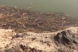 长竿短线河沟水草做窝诱钓黑鱼，功夫没白费诱来一条大黑鱼