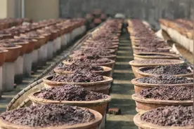 奔跑的美食君：酱油里的秘密，你都知道多少？视频封面