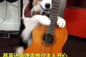 养条很聪明的狗是什么体验视频封面