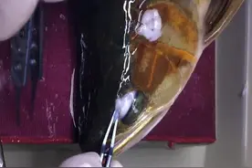 水族专业人士分享龙鱼掉眼手术，非专业人士请勿请勿尝试！视频封面