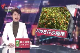 200万斤沙糖桔销售难，果农“愁云惨雾”，农业部门来帮忙视频封面
