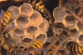 近距离观看黄蜂建造蜂巢，看它们如何将枯木化腐朽为神奇视频封面