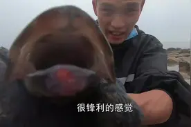 小伙赶海深坑遇到珍贵“龙胆鱼”，一斤就值一百多，这下赚大发了视频封面