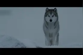 绝境中它们需要的是坚强、忍耐和信念，但唯一牢不可破的是友谊！