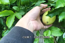 春节vlog:百香果你还直接吃吗，搭雪碧配牛奶，可以随时喝的饮料视频封面
