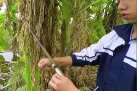 轻轻松松教你一个捕鱼技巧，简单实用！视频封面