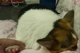 柯基豆豆和妈妈闹别扭，猜猜为什么不吃肉串视频封面