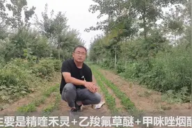花生田里的香附子难治？试试专家说的这个药，保证农户不再愁