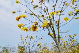 柳州的美不受疫情影响，紫荆花、黄花风铃木同时开放，美不胜收视频封面