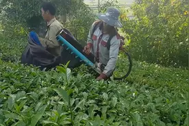 茶叶收割机，比传统人工快20倍，科技机械时代！视频封面