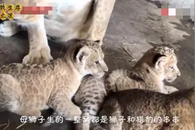 母狮和公豹相亲相爱啦，生下混血宝宝，原本草原上的对手是真的吗视频封面