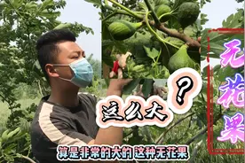 农村小哥家十几年的无花果树，根部被虫蛀了，果树病虫害怎么治
