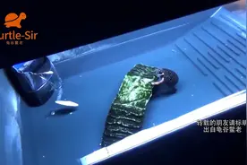 星点水龟发烧友环境布置，补钙的墨鱼骨没龟吃「龟谷鳖老」视频封面