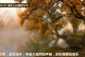 鸟语花香，潺潺流水，来自大自然的声音，放松催眠轻音乐视频封面