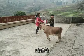 这羊和孩子们跳舞，太可爱了，第一次见羊跳舞的视频封面