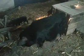 17天的小黑猪各个活蹦乱跳的，母猪却体态臃肿，行动迟缓视频封面