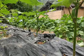 这样给秋葵整枝特别简单，掌握好这些要点，一棵顶两，产量翻倍视频封面