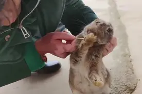兔子的皮肤红肿结痂且不停抓挠是真菌感染，这些药膏都有效