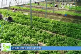 德州陵城区滋镇：多元模式发展壮大村集体经济，村民共同脱贫致富视频封面