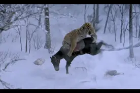 好凶，好凶王虎来