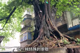 泸州天子殿和廖家花园，两颗大黄桷树不知道多少年了？视频封面
