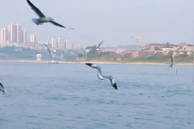 太阳正好，来到四川泸州老窖的生产地，看江边海鸥飞翔！视频封面