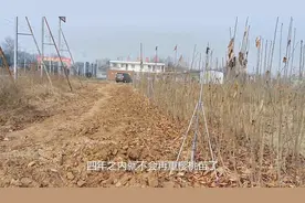 樱桃种植管理，樱桃种植后会出现根瘤，苗木的选择是关键视频封面