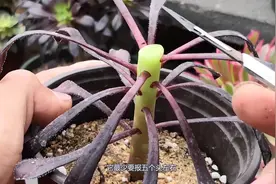 多肉植物法师如何爆头，两个简单的方法，让单头法师变成多头捧花