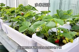 家庭盆栽草莓记：这样浇水草莓不烂根不伤叶 结果大既又好吃视频封面