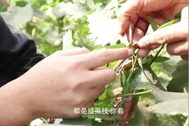 葡萄无土栽培，当年移栽，当年挂果，当年高产。不信？进来看看吧视频封面
