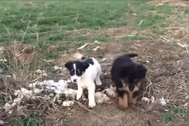 从路边救出两只小狗，帮他们找到新家视频封面