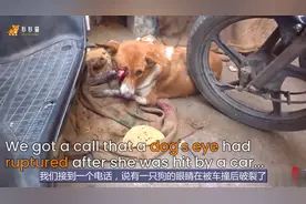 狗妈妈遭遇车祸失去了一只眼睛不能走路，志愿者为她摘除眼球救助视频封面