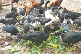 农村这种土鸭有“旱鸭”的称号，它们胃口大，一只能长到10斤左右视频封面