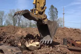 木材砍伐之后，树桩和树根如何处理，看看这台挖掘机吧！视频封面