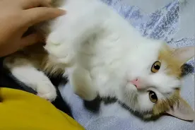 小猫咪，上床来，擦个屁屁，动起来！真叫可爱视频封面