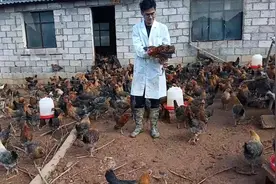 小伙养的土鸡4个月了，朋友问3斤多的鸡怎么还不卖，听小伙怎么说