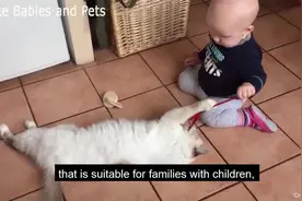 十大最可爱的小猫品种I