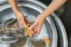 中午回娘家抓两只老鸭给姐姐她们带去，这种摸鸭技巧你们见过吗