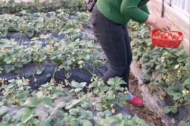 小哥去草莓和蓝莓种植基地，老板娘摘草莓25块一斤，我觉得有点贵