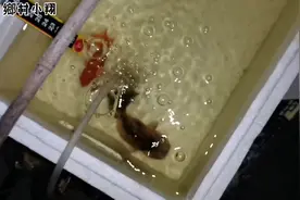 小伙养的兰寿出现充血，隔离治疗，黄粉加盐，这样效果怎么样！视频封面