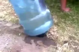 老鼠在洞里不出来怎么抓？看看外国人怎么玩视频封面